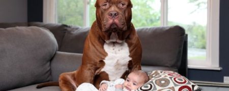 وقتی یک پیت بول تریر پرستار کودک می شود