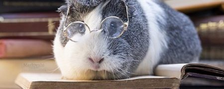 با Mieps آشنا شوید؛ فتوژنیک ترین خوکچه هندی دنیا