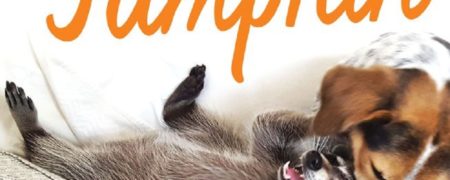 کدو حلوائی؛ راکونی که تصور می کند سگ است