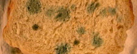 کدام خوراکی کپک زده را می توانیم بخوریم و کدام را نمی توانیم؟