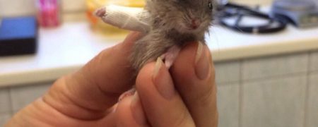 تصاویر با مزه از گچ گرفتن دست و پای شکسته حیوانات