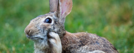 برای رفع خارش یک بازو می توان نقطه قرینه آن را روی دیگر بازو خاراند