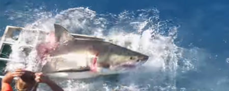 نجات معجزه آسای غواصی که با یک کوسه در قفس گیر افتاده بود [تماشا کنید]