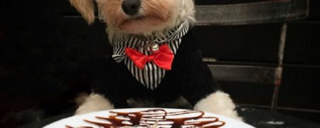 سگ ولگردی که پس از سرپرستی هر روز به رستوران های لوکس سگ ها می رود