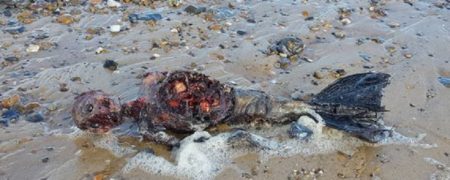 پیدا شدن جسد پری دریایی در یکی از سواحل انگلستان [تماشا کنید]