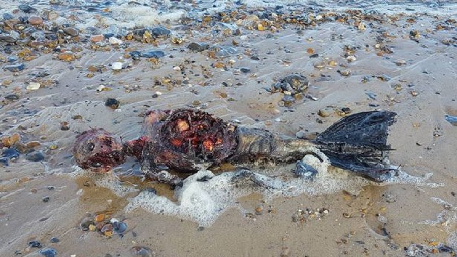 پیدا شدن جسد پری دریایی در یکی از سواحل انگلستان [تماشا کنید]