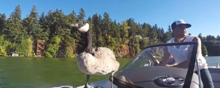 مردی که نمی تواند از دست غازی که نجات داده رهایی یابد [تماشا کنید]