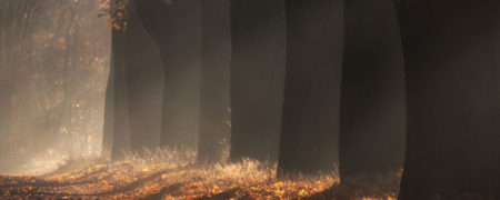 «کوچه افرا»؛ یکی از زیباترین مکان ها برای عکاسی از پائیز