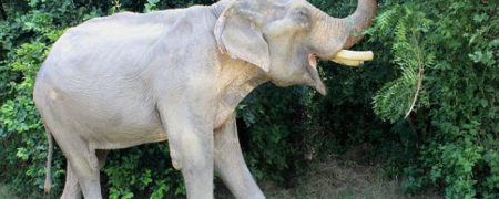 فیل بدشانس بعد از تحمل ۵۰ سال درد و رنج در هند نجات یافت