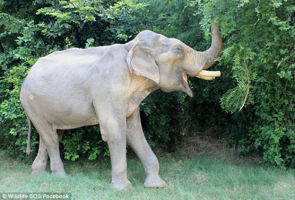 فیل بدشانس بعد از تحمل ۵۰ سال درد و رنج در هند نجات یافت