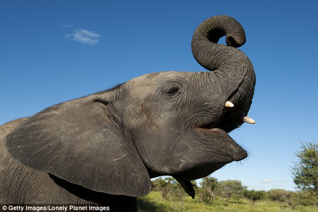 فیل های آفریقایی بزرگترین مغز را در بین پستانداران برخوردار هستند و پس از انسان طولانی ترین خمیازه ها مربوط به این جانوران است.