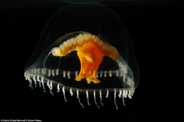 تصویری خیره کننده که ساختار بیولوژیکی پیچیده مخلوقات دریا را نشان می دهد؛ مانند عروس دریایی هیدرومِدوسان در عکس بالا