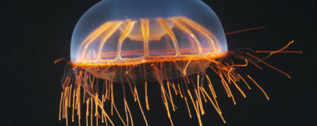 تصاویری زیبا و خیره کننده از مخلوقات عجیبی که در اعماق اقیانوس ها زندگی می کنند