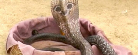 کودکان هندی در این دهکده مارگیری را از سه سالگی یاد می گیرند [تماشا کنید]