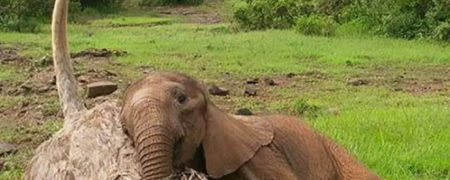 وقتی یک فیل و شترمرغ، یار غار هم می شوند