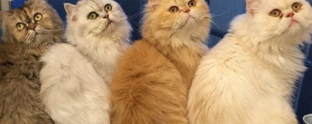 زنی با ۱۲ گربه یکی از پر بازدیدترین های اینستاگرام است