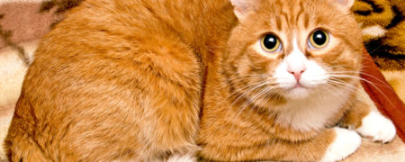 گربه ها شما را مانند یک هم نوع اهلی غول پیکر می بینند