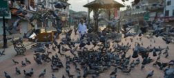 بازداشت پرنده ای مشکوک در هند؛ کبوتری که پیغامی تهدید آمیز برای نخست وزیر به همراه داشت
