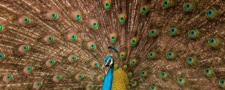 نگاهی به بهترین تصاویر «مسابقه جهانی عکاسی سونی»