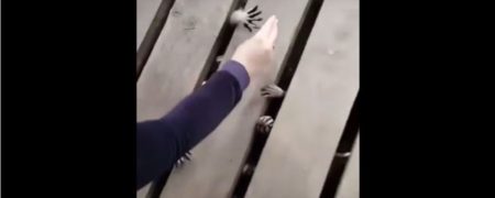 دست های بامزه ای که خانه ای از وحشت را تداعی می کنند [تماشا کنید]