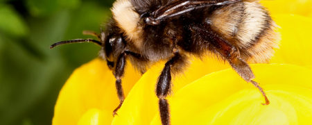 زنبورها می توانند ترفندهای مختلف را به یکدیگر یاد دهند