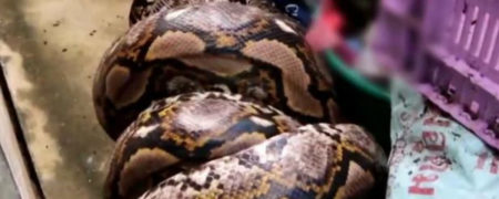 بلعیده شدن سگ خانگی توسط یک مار پیتون ۶ متری [تماشا کنید]