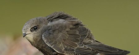 پرنده ای که قادر است ۱۰ ماه بدون وقفه در هوا پرواز کند [تماشا کنید]