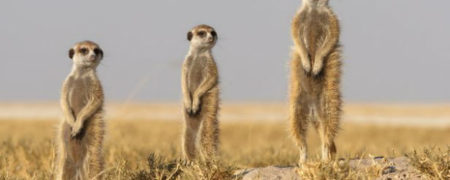 تصاویر زیبایی که برای مسابقه بهترین عکاس طبیعتِ نشنال جئوگرافی ارسال شده اند