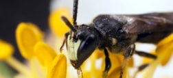 خطر انقراض زندگی زنبورهای صورت زرد را برای نخستین بار تهدید می کند
