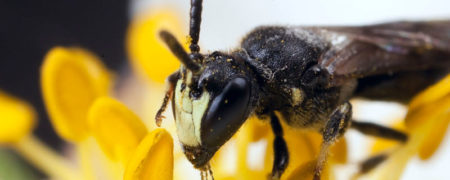 خطر انقراض زندگی زنبورهای صورت زرد را برای نخستین بار تهدید می کند