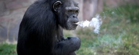 شامپانزه ای که روزی یک پاگت سیگار دود می کند