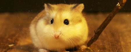 انتشار ویدیویی از همسترهای جادوگر در سالروز اکران نخستین فیلم هری پاتر [تماشا کنید]