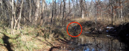 آیا شما می توانید فرد استتار شده را در این تصاویر پیدا کنید؟ او مشغول تماشای شماست