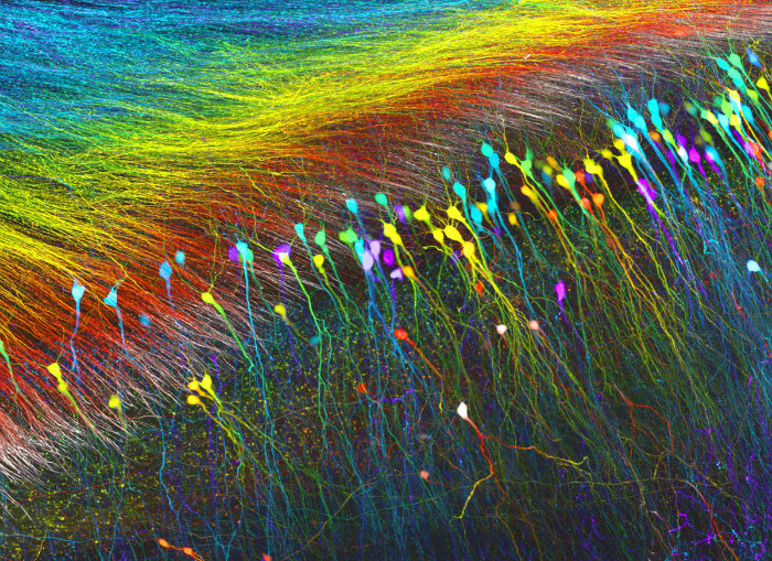 شگفت انگیز و رنگارنگ؛ نگاهی به برترین تصاویر میکروسکوپی گرفته شده در سال ۲۰۱۶ میلادی
