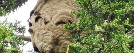 وحشت از کشف نخستین کندوی “زنبور سرخ” در بریتانیا