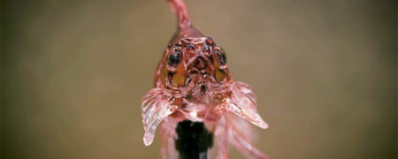 مجسمه هایی زیبا و خوشمزه؛ هنرمندی که شیرینی هایی به شکل حیوانات خلق می کند [تماشا کنید]