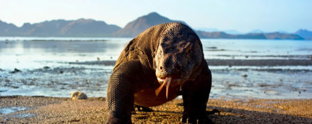 تریلر مستند محبوب «سیاره زمین ۲» منتشر شد [تماشا کنید]