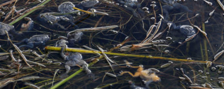 ماجرای اسرارآمیز مرگ هزاران قورباغه آبی نایاب در کشور پرو