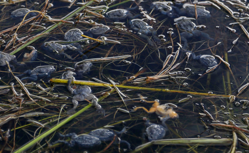 ماجرای اسرارآمیز مرگ هزاران قورباغه آبی نایاب در کشور پرو