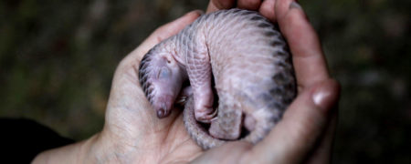 «مورچه خوارهای پولک دار» سرانجام تحت حفاظت قرار می گیرند [تماشا کنید]