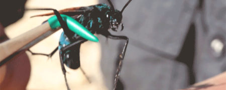 دردناکترین نیش دنیا؛ مردی که تصمیم گرفت نیش زنبور رتیل خوار را تجربه کند [تماشا کنید]