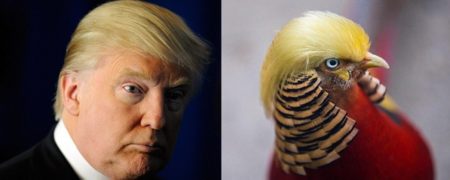 قرقاولی که به دلیل شباهتش به موهای دونالد ترامپ به شهرت جهانی رسیده