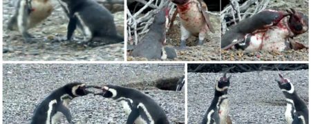 دعوای خونین پنگوئن نر با عشق جدید همسر خیانتکارش [تماشا کنید]