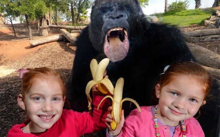 این گوریل گرسنه نیز در باغ وحش استرالیا موجب خنده دار شدن عکس این دو دختربچه شده است.