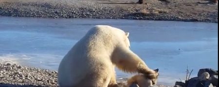 صحنه عجیب و حیرت آور نوازش سگ توسط خرس قطبی [تماشا کنید]