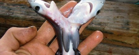 راز کوسه های دو سر چیست؛ پدیده ای که در سال های اخیر افزایش یافته