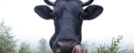 نگاهی به پرتره های بی نظیر حیوانات که توسط عکاس اوکراینی به ثبت رسیده اند