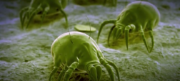 نگاهی به دنیای پنهان حشرات میکروسکوپی که در رختخواب شما زندگی می کنند [تماشا کنید-زیرنویس فارسی]