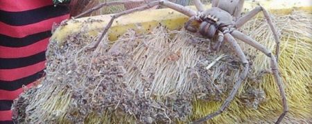 تصاویر این عنکبوت شکارچی غول پیکر در فضای اینترنت پر مخاطب شده است