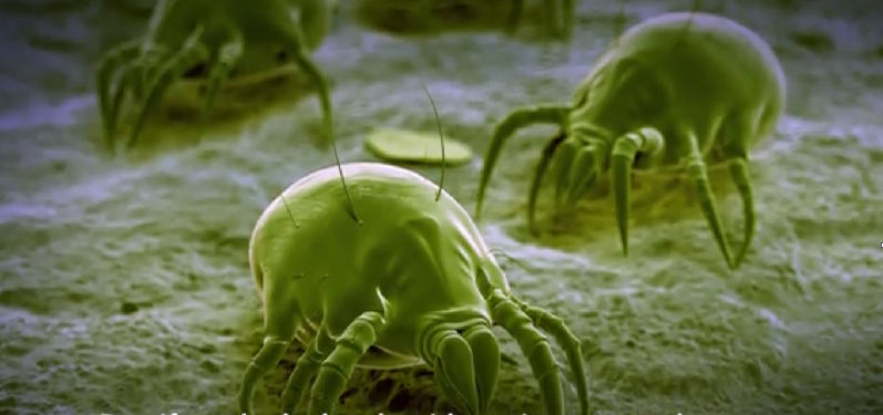 نگاهی به دنیای پنهان حشرات میکروسکوپی که در رختخواب شما زندگی می کنند [تماشا کنید-زیرنویس فارسی]